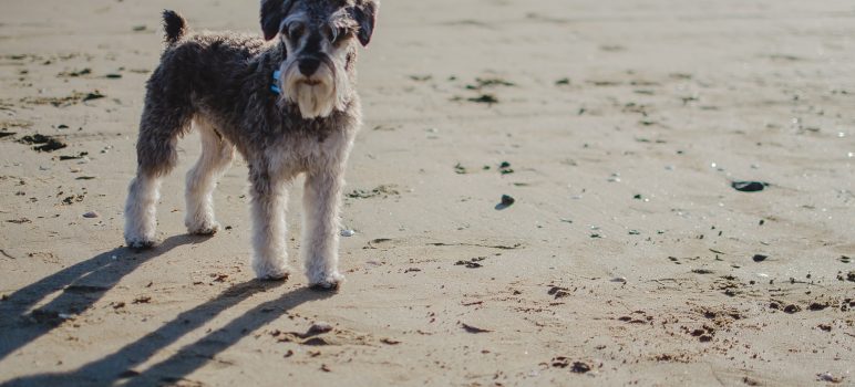 kumsalda köpek