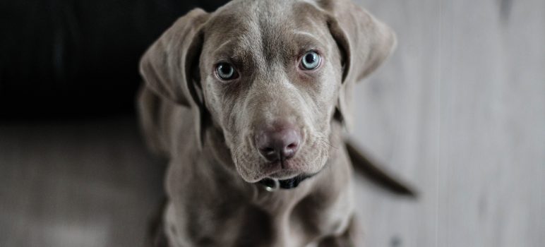 köpek